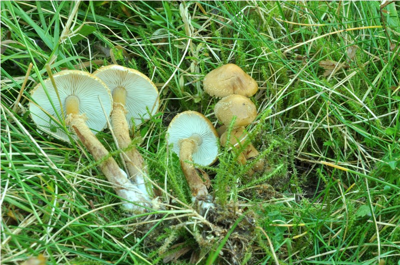 Carrellata settembrina